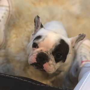 Meet your Posher, Sophia